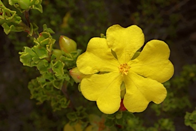 APII jpeg image of Hibbertia circumdans  © contact APII