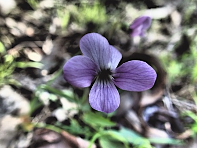 APII jpeg image of Viola betonicifolia  © contact APII
