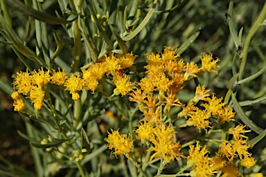 APII jpeg image of Senecio cunninghamii var. cunninghamii  © contact APII