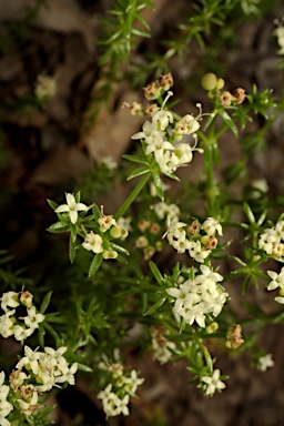 APII jpeg image of Asperula conferta  © contact APII