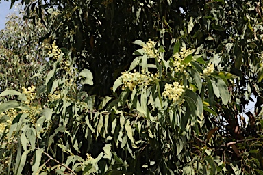 APII jpeg image of Acacia falciformis  © contact APII