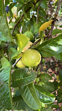 APII jpeg image of Psidium guajava  © contact APII