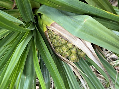 APII jpeg image of Pandanus forsteri  © contact APII