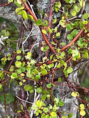 APII jpeg image of Muehlenbeckia complexa  © contact APII
