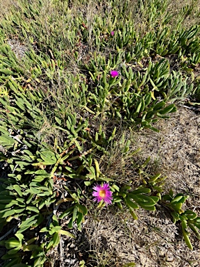 APII jpeg image of Carpobrotus glaucescens  © contact APII