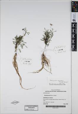 APII jpeg image of Brachyscome angustifolia 'Mauve Delight'  © contact APII
