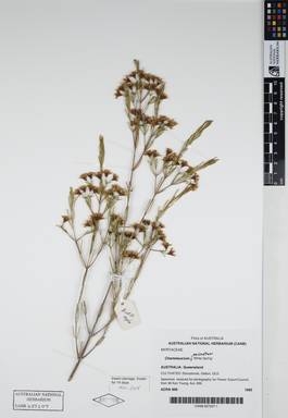 APII jpeg image of Chamelaucium uncinatum 'White Spring'  © contact APII