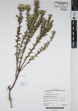 APII jpeg image of Pimelea ferruginea 'WhiteferruGL'  © contact APII