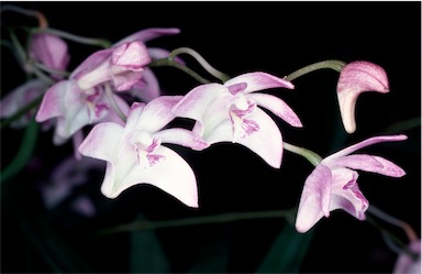 APII jpeg image of Dendrobium kingianum  © contact APII