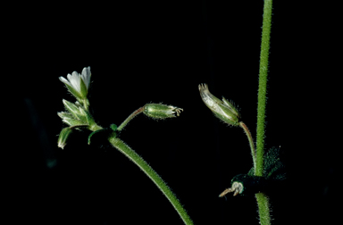 APII jpeg image of Cerastium fontanum subsp. vulgare  © contact APII