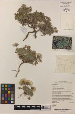 APII jpeg image of Ixiochlamys cuneifolia  © contact APII