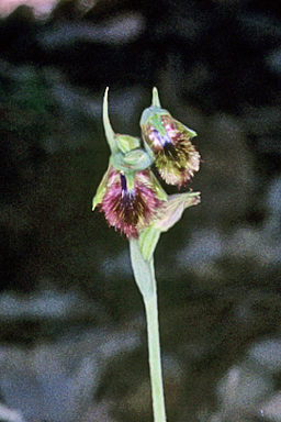 APII jpeg image of Calochilus campestris  © contact APII