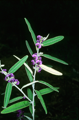 APII jpeg image of Hovea tholiformis  © contact APII