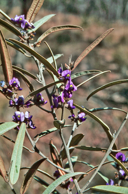 APII jpeg image of Hovea tholiformis  © contact APII