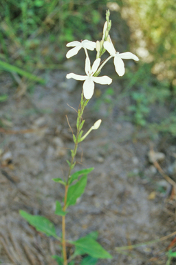 APII jpeg image of Pseuderanthemum variabile  © contact APII