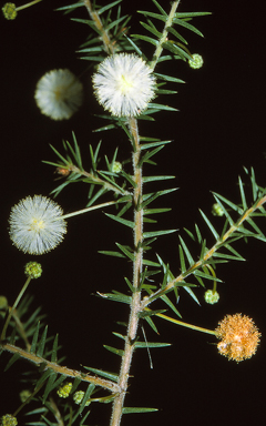 APII jpeg image of Acacia ulicifolia  © contact APII