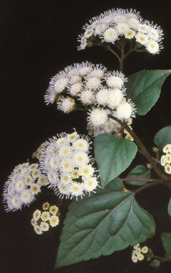 APII jpeg image of Ageratina adenophora  © contact APII