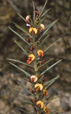 APII jpeg image of Daviesia acicularis  © contact APII