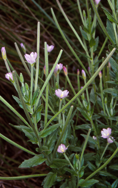 APII jpeg image of Epilobium gunnianum  © contact APII