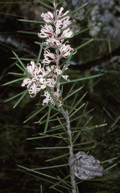 APII jpeg image of Hakea decurrens subsp. platytaenia  © contact APII