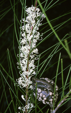 APII jpeg image of Hakea macraeana  © contact APII