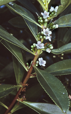 APII jpeg image of Myoporum acuminatum  © contact APII