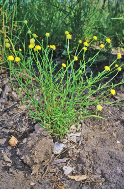 APII jpeg image of Calotis lappulacea  © contact APII