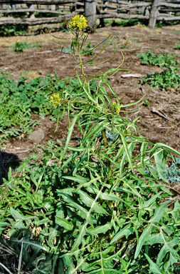 APII jpeg image of Sisymbrium irio  © contact APII