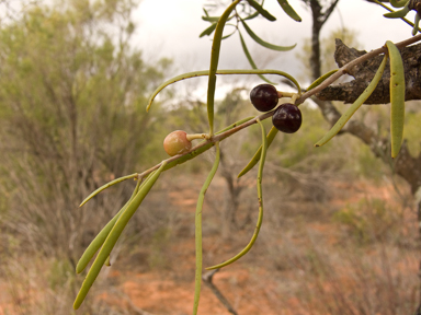 APII jpeg image of Amyema miraculosa subsp. boormanii  © contact APII