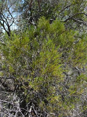 APII jpeg image of Amyema preissii  © contact APII