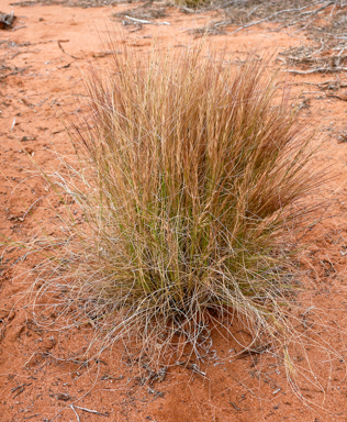 APII jpeg image of Aristida contorta  © contact APII