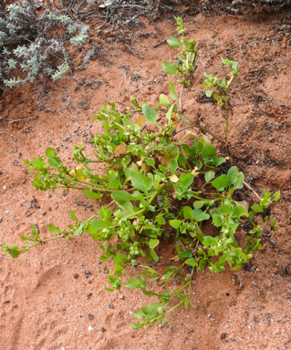 APII jpeg image of Rumex hypogaeus  © contact APII