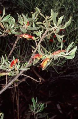 APII jpeg image of Eremophila glabra subsp. glabra  © contact APII