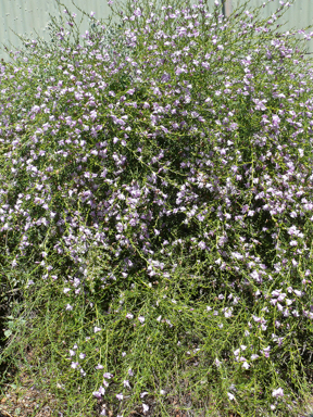 APII jpeg image of Eremophila  © contact APII