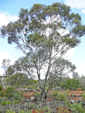 APII jpeg image of Eucalyptus socialis subsp. socialis  © contact APII