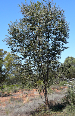 APII jpeg image of Eucalyptus brachyphylla  © contact APII