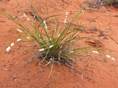 APII jpeg image of Lomandra leucocephala subsp. robusta  © contact APII
