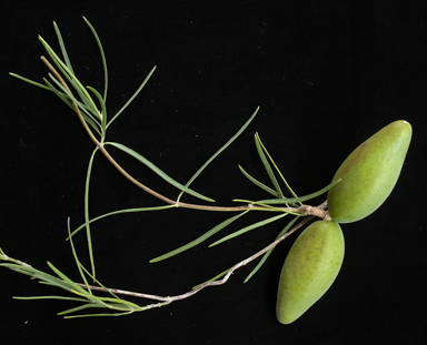 APII jpeg image of Leichhardtia australis  © contact APII