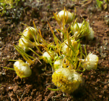 APII jpeg image of Myriocephalus pluriflorus  © contact APII