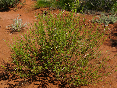 APII jpeg image of Nicotiana occidentalis subsp. obliqua  © contact APII