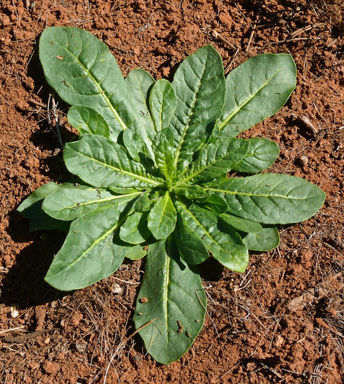 APII jpeg image of Nicotiana occidentalis subsp. obliqua  © contact APII