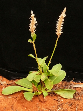 APII jpeg image of Ptilotus exaltatus  © contact APII