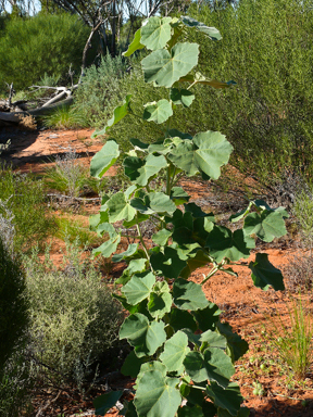 APII jpeg image of Radyera farragei  © contact APII