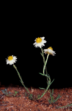 APII jpeg image of Rhodanthe stuartiana  © contact APII