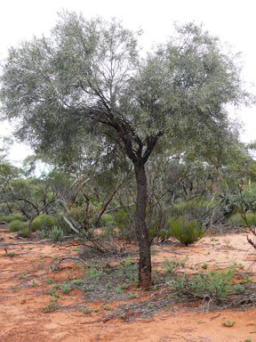 APII jpeg image of Santalum acuminatum  © contact APII
