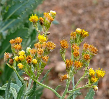 APII jpeg image of Senecio lanibracteus  © contact APII