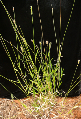 APII jpeg image of Thyridolepis mitchelliana  © contact APII