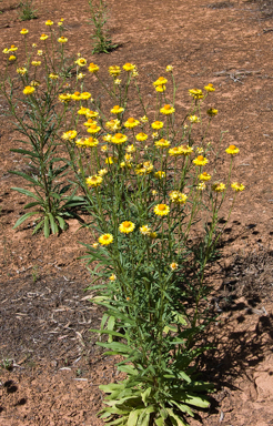 APII jpeg image of Xerochrysum bracteatum  © contact APII
