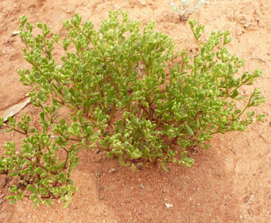 APII jpeg image of Roepera ovata  © contact APII