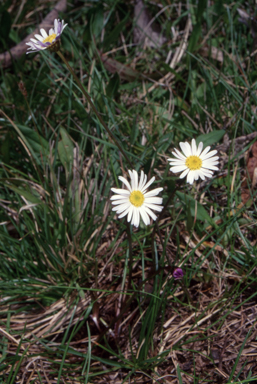 APII jpeg image of Brachyscome obovata  © contact APII